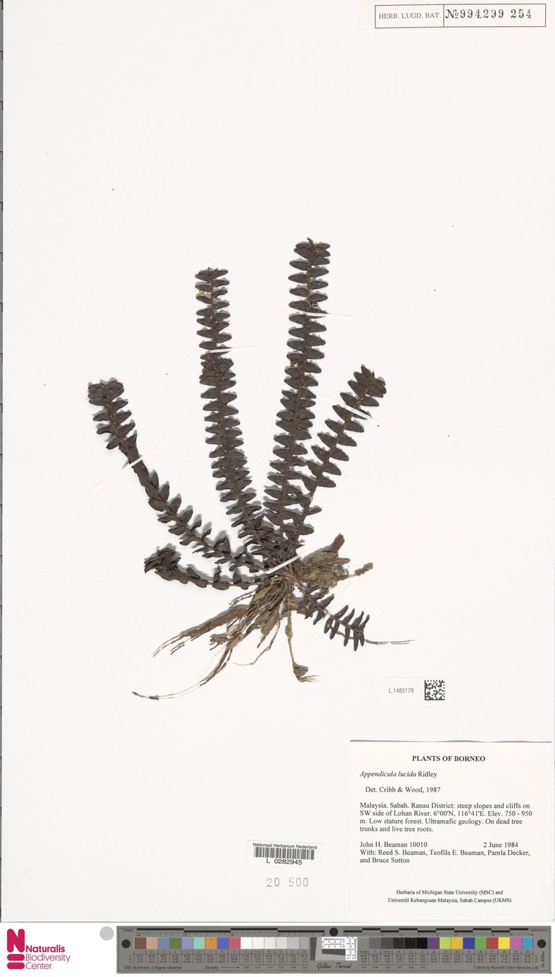 Appendicula lucida photo 6