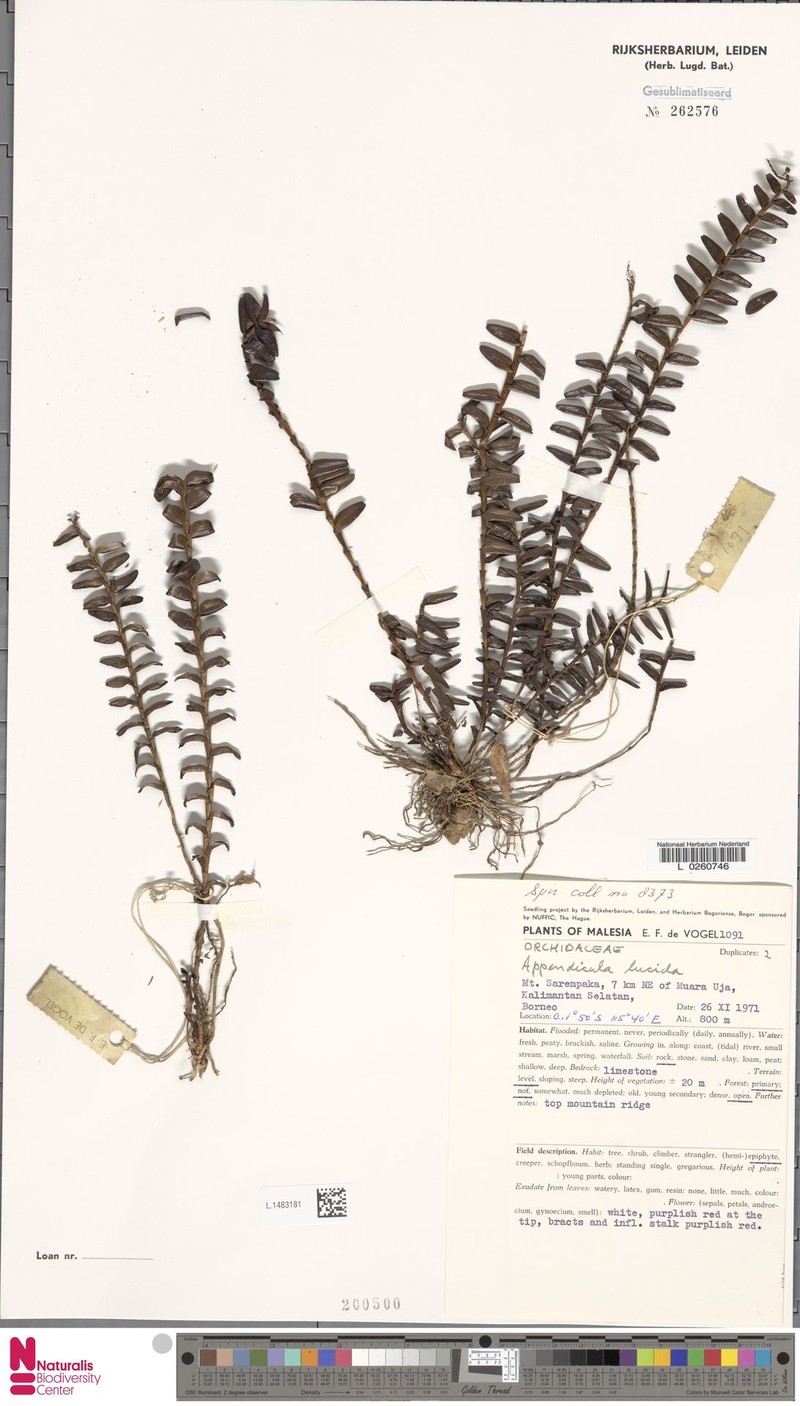 Appendicula lucida photo 7