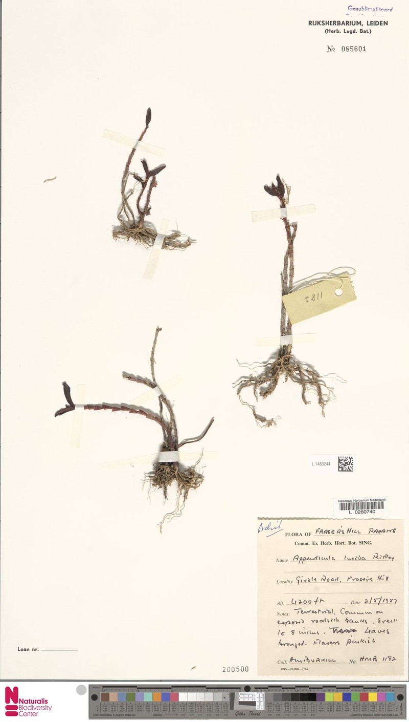 Appendicula lucida photo 8