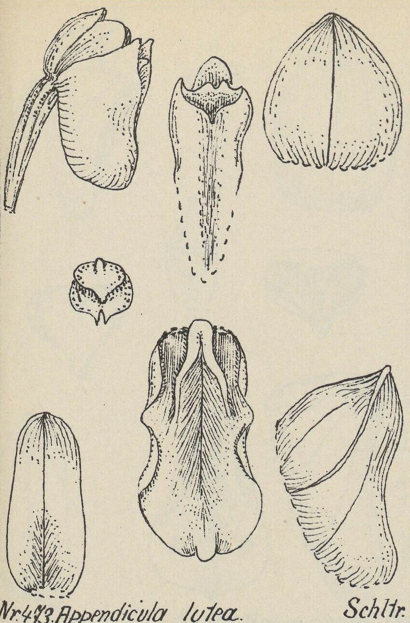 Appendicula lutea