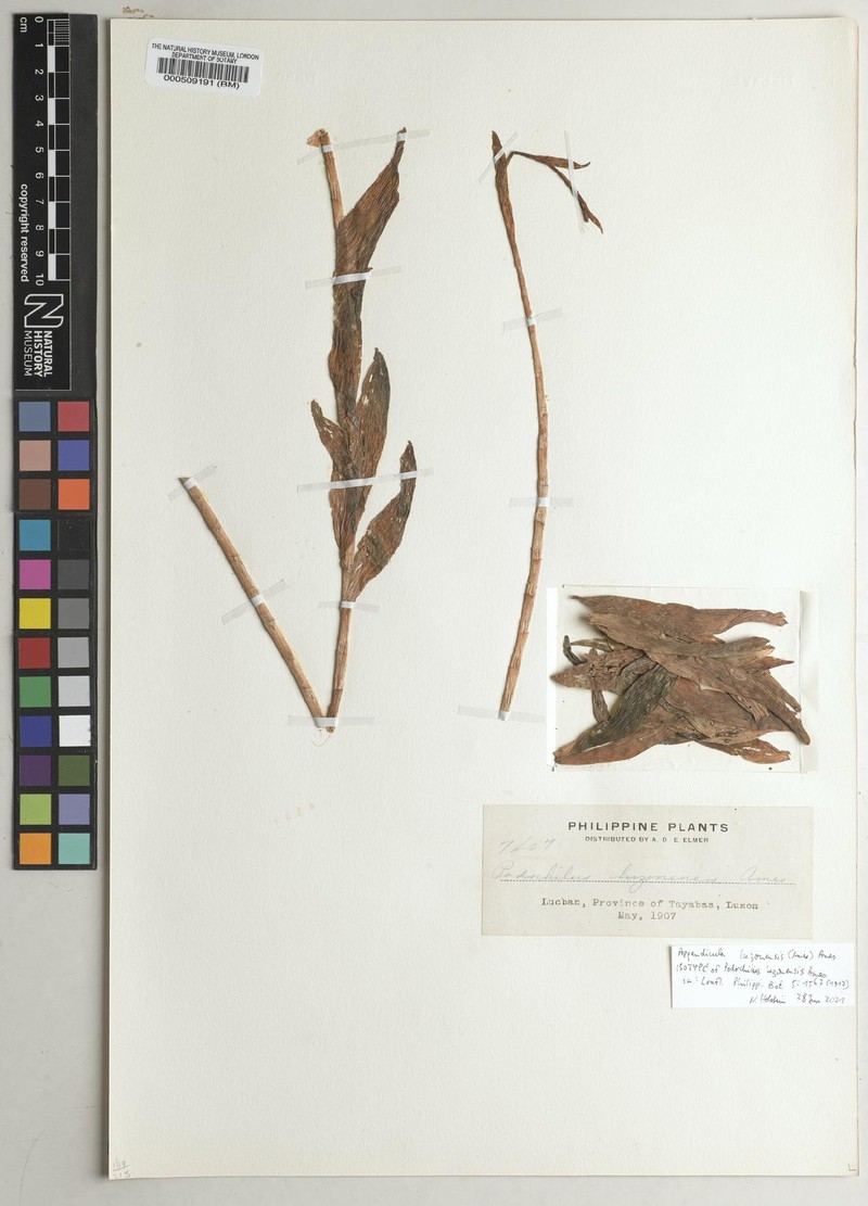 Appendicula luzonensis