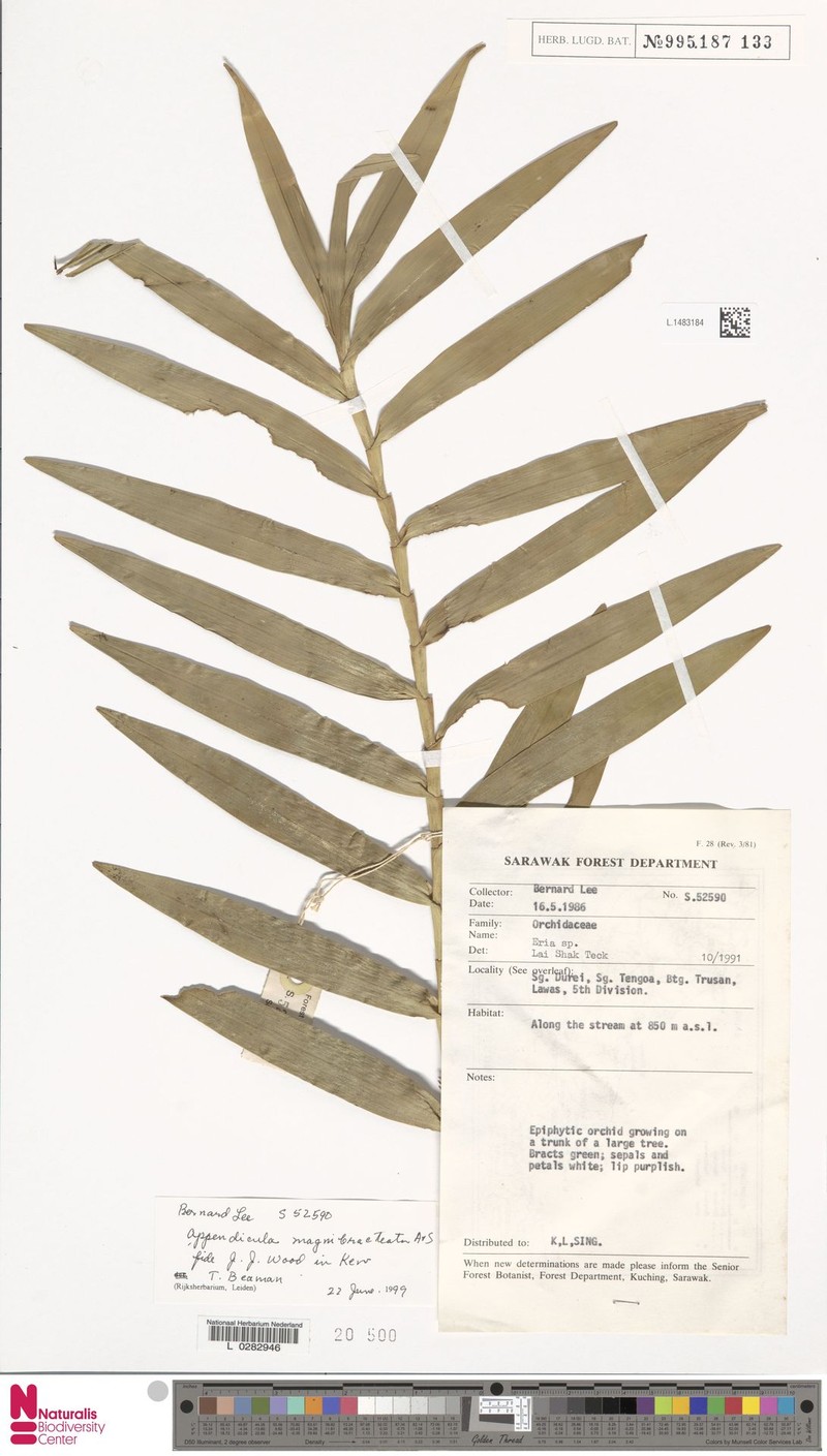 Appendicula magnibracteata