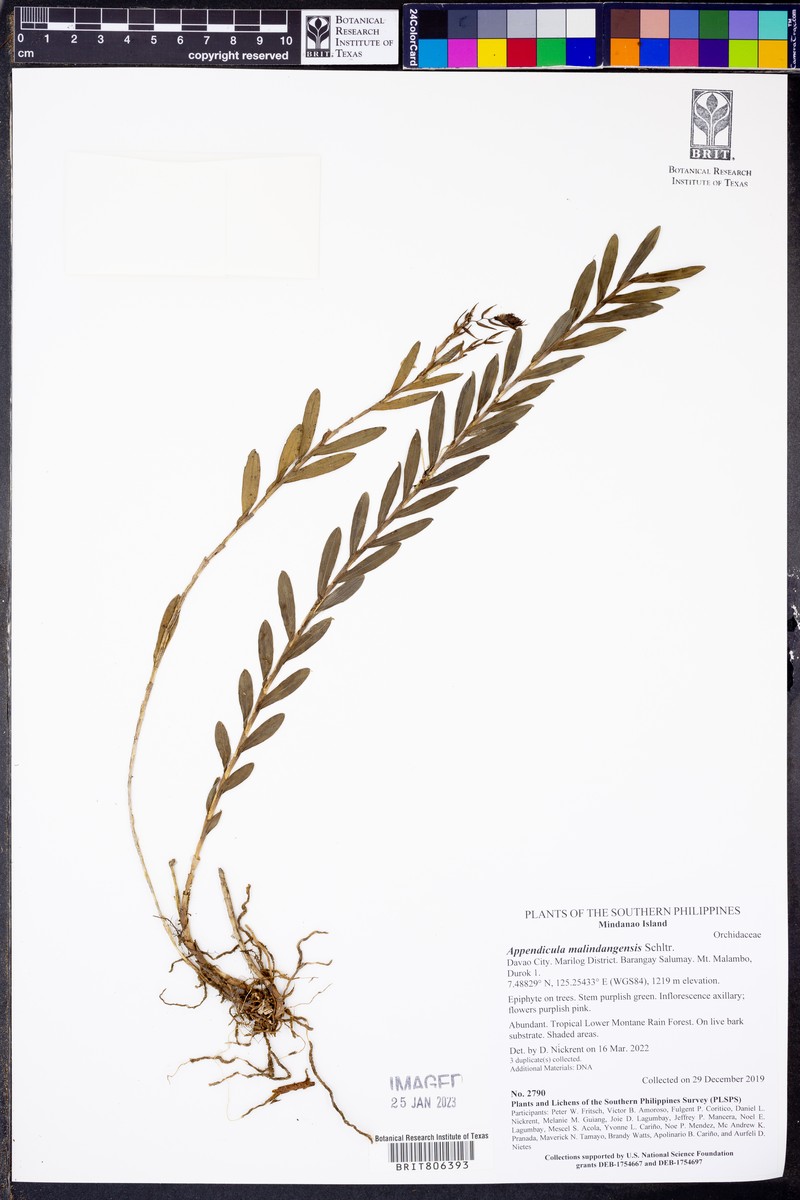 Appendicula malindangensis photo 5