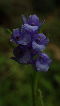 Appendicula malindangensis