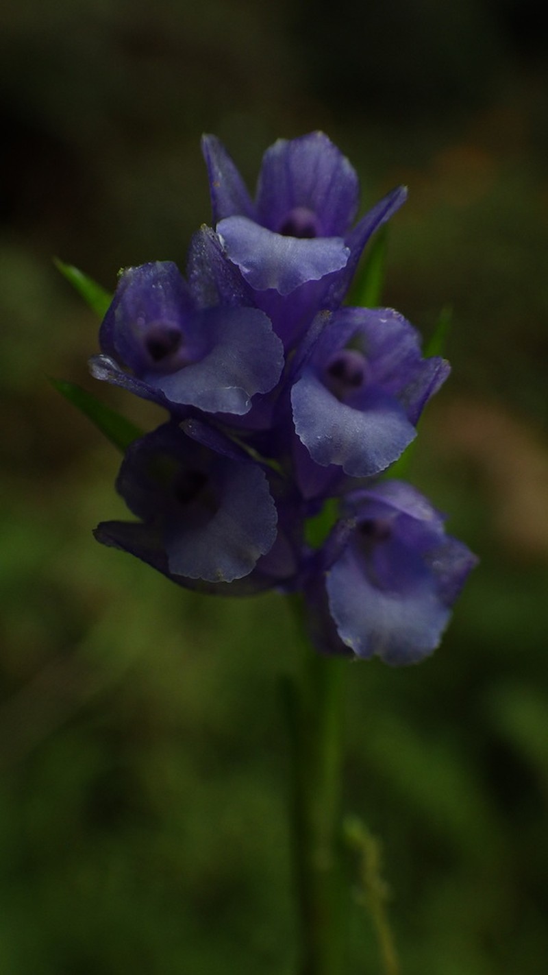 Appendicula malindangensis