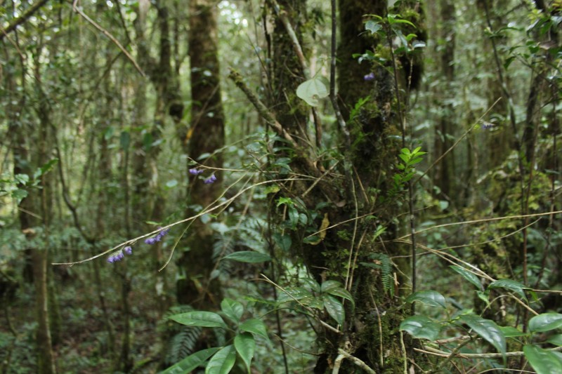 Appendicula malindangensis photo 3