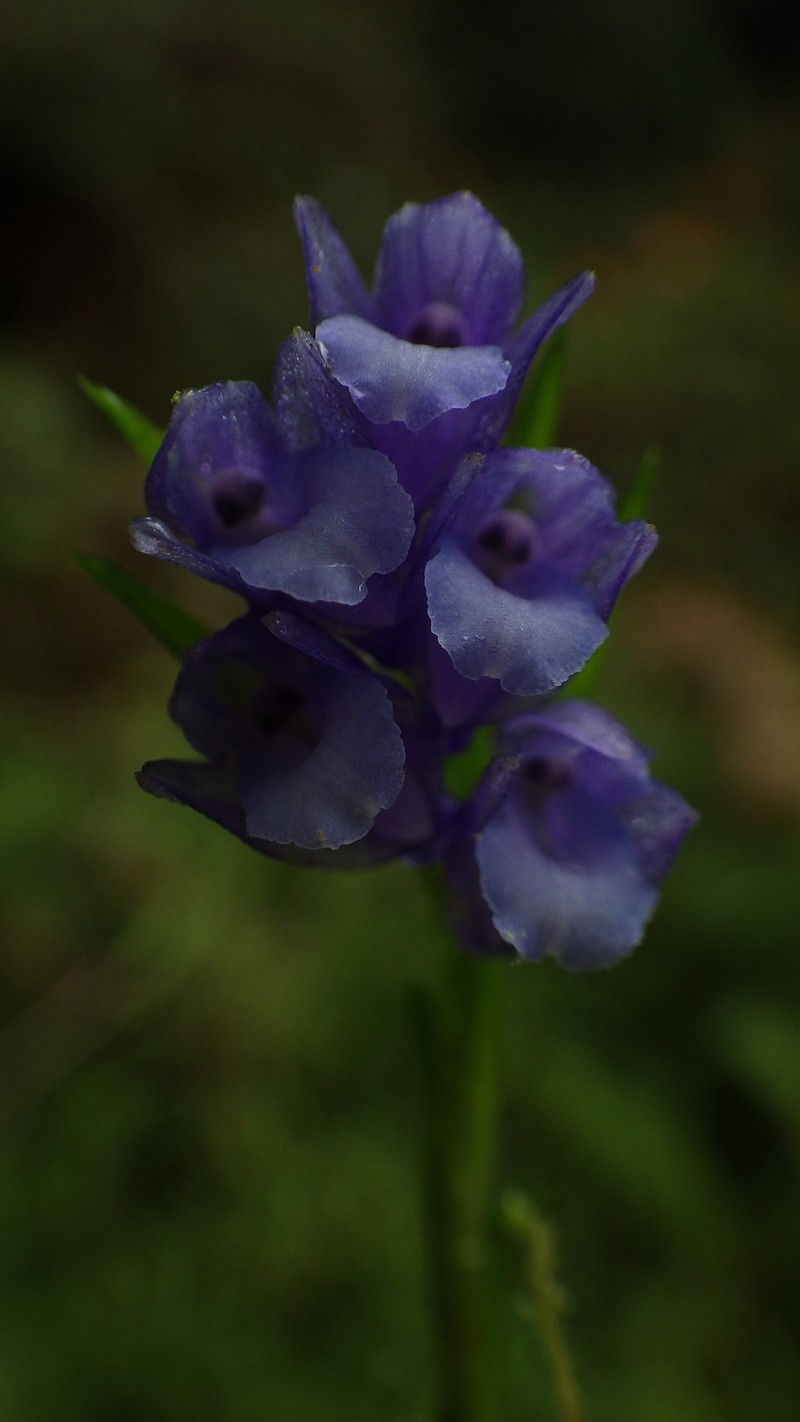 Appendicula malindangensis photo 4
