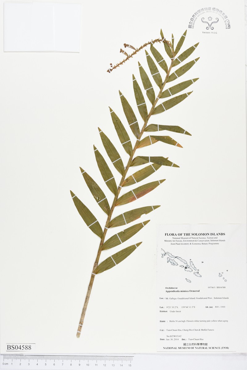 Appendicula mimica photo 2