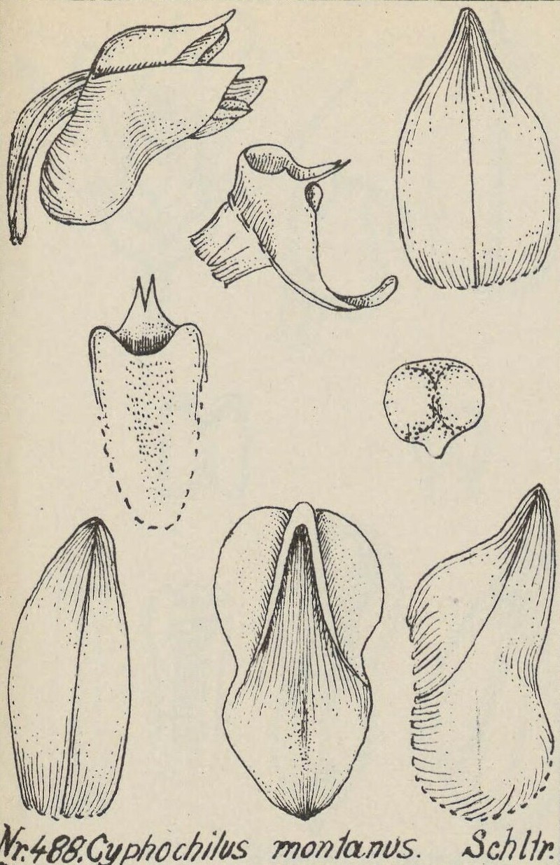 Appendicula montana