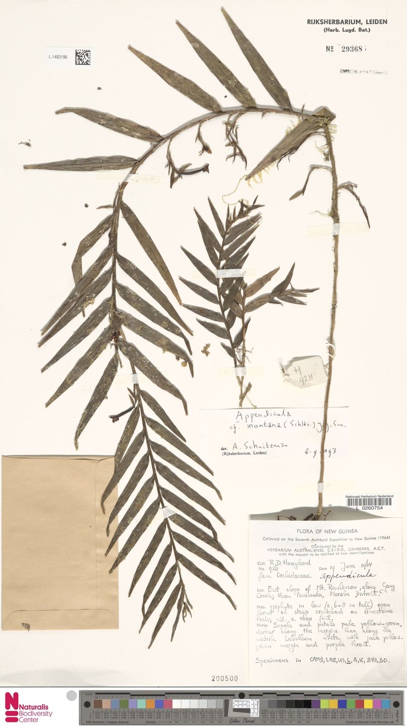 Appendicula montana