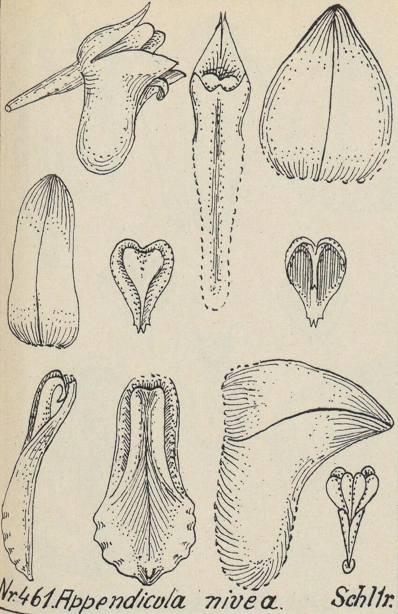 Appendicula nivea