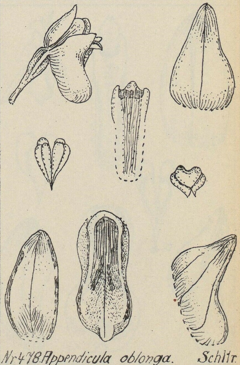 Appendicula oblonga