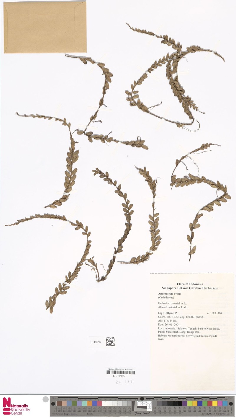 Appendicula ovalis