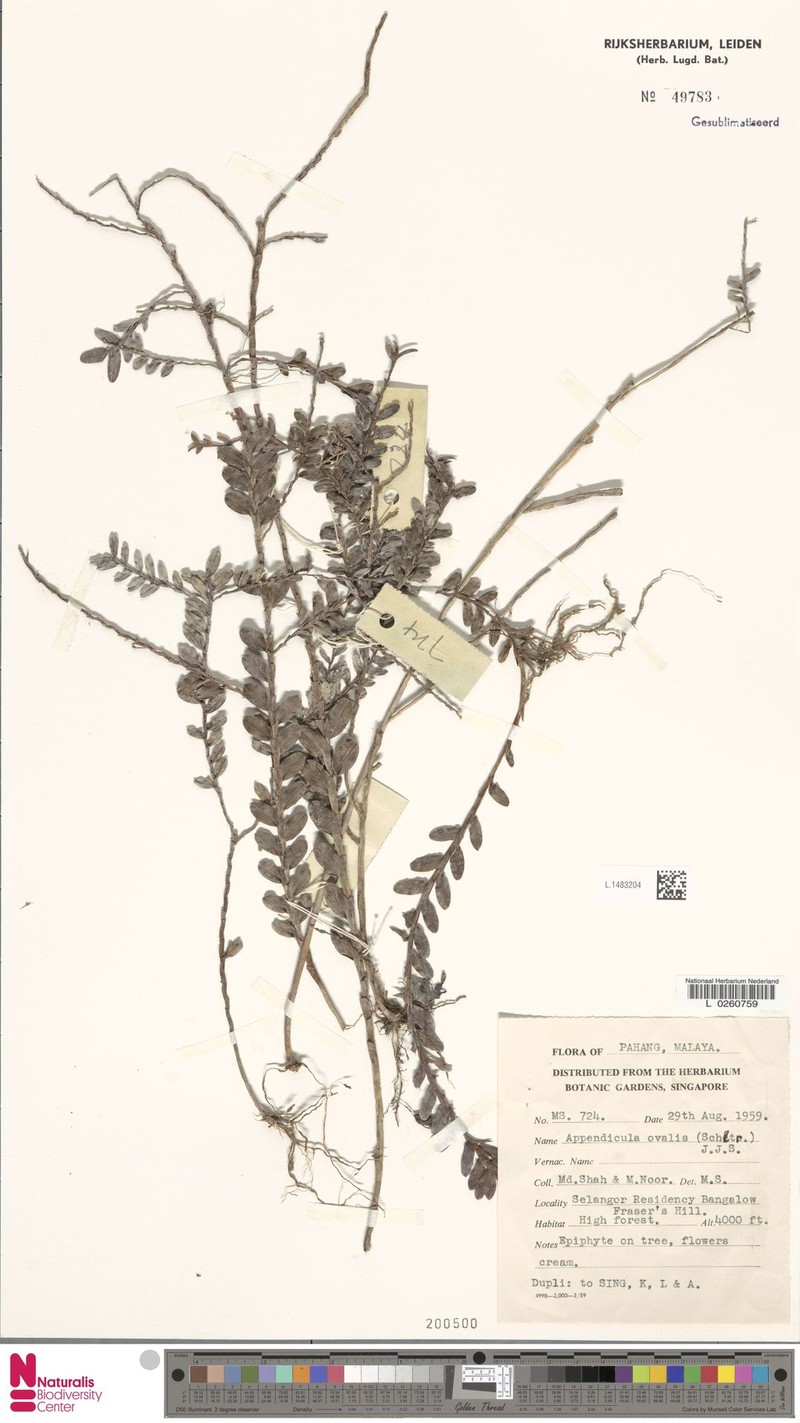 Appendicula ovalis photo 2