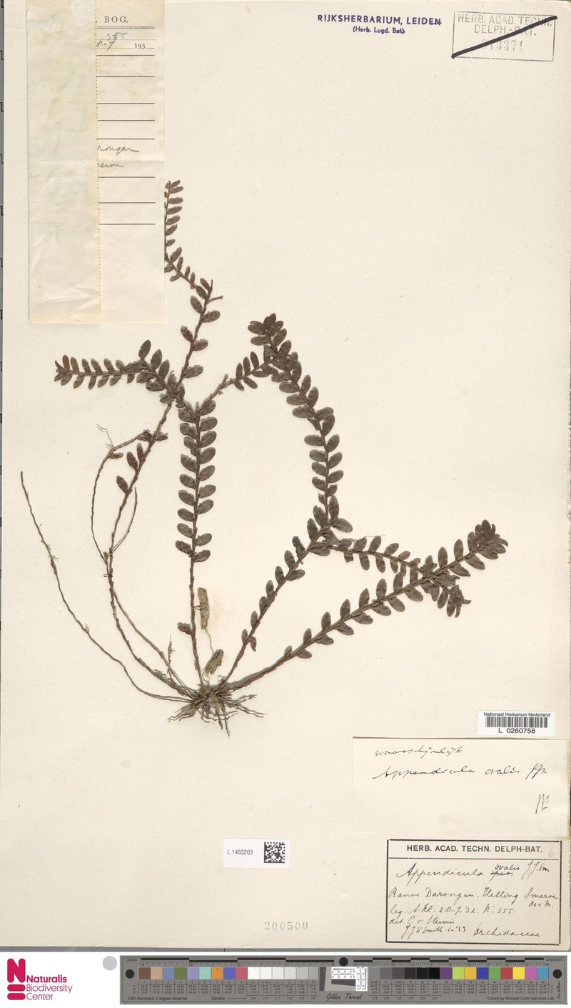 Appendicula ovalis photo 3