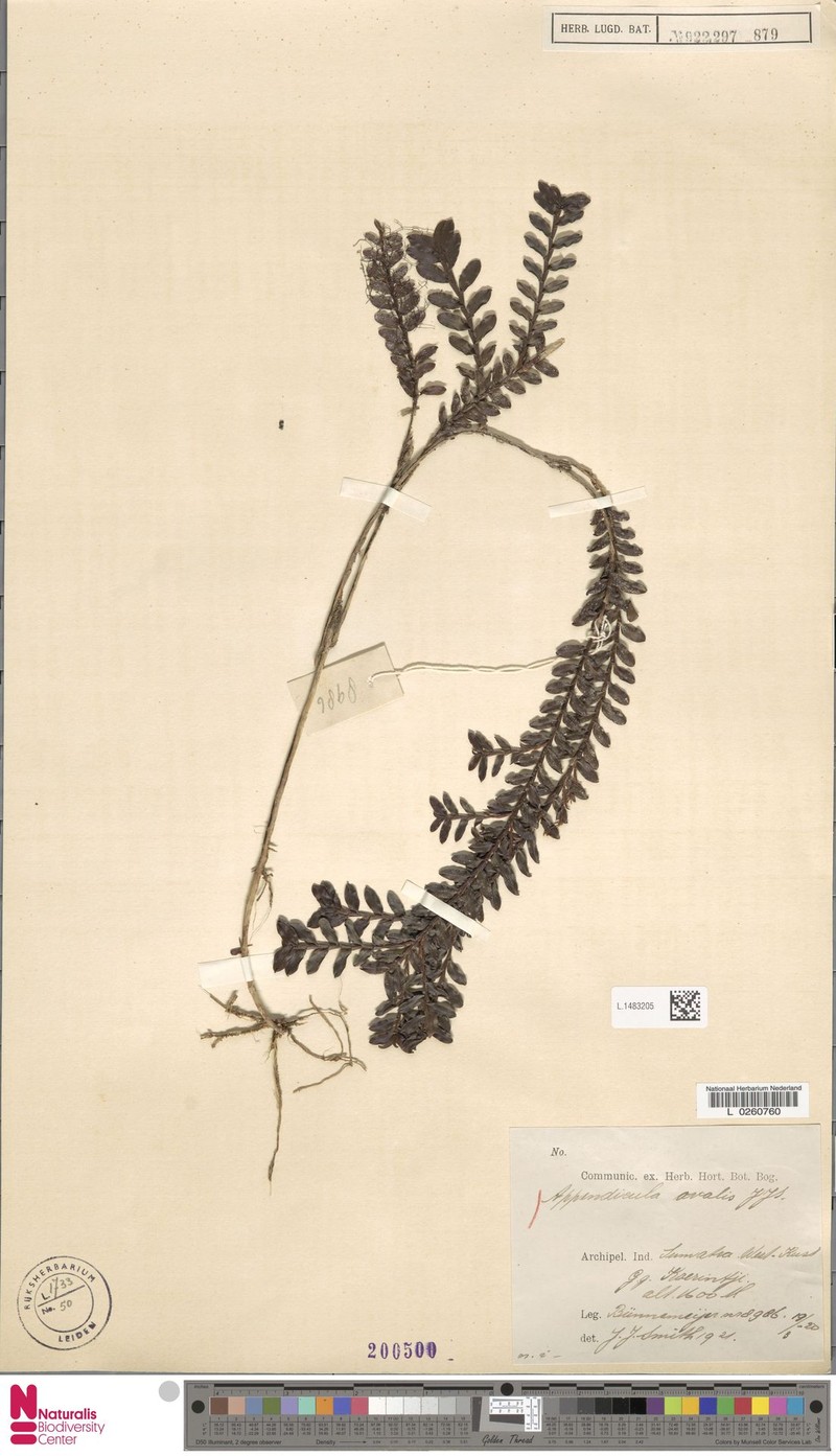 Appendicula ovalis photo 5