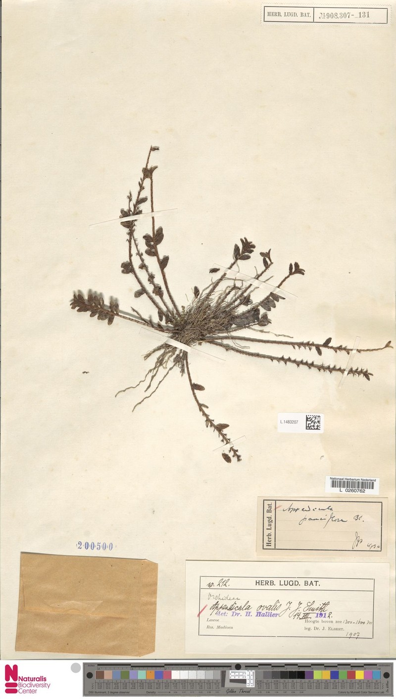 Appendicula ovalis photo 6