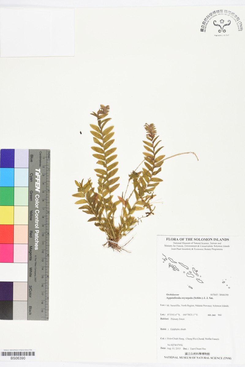 Appendicula oxysepala