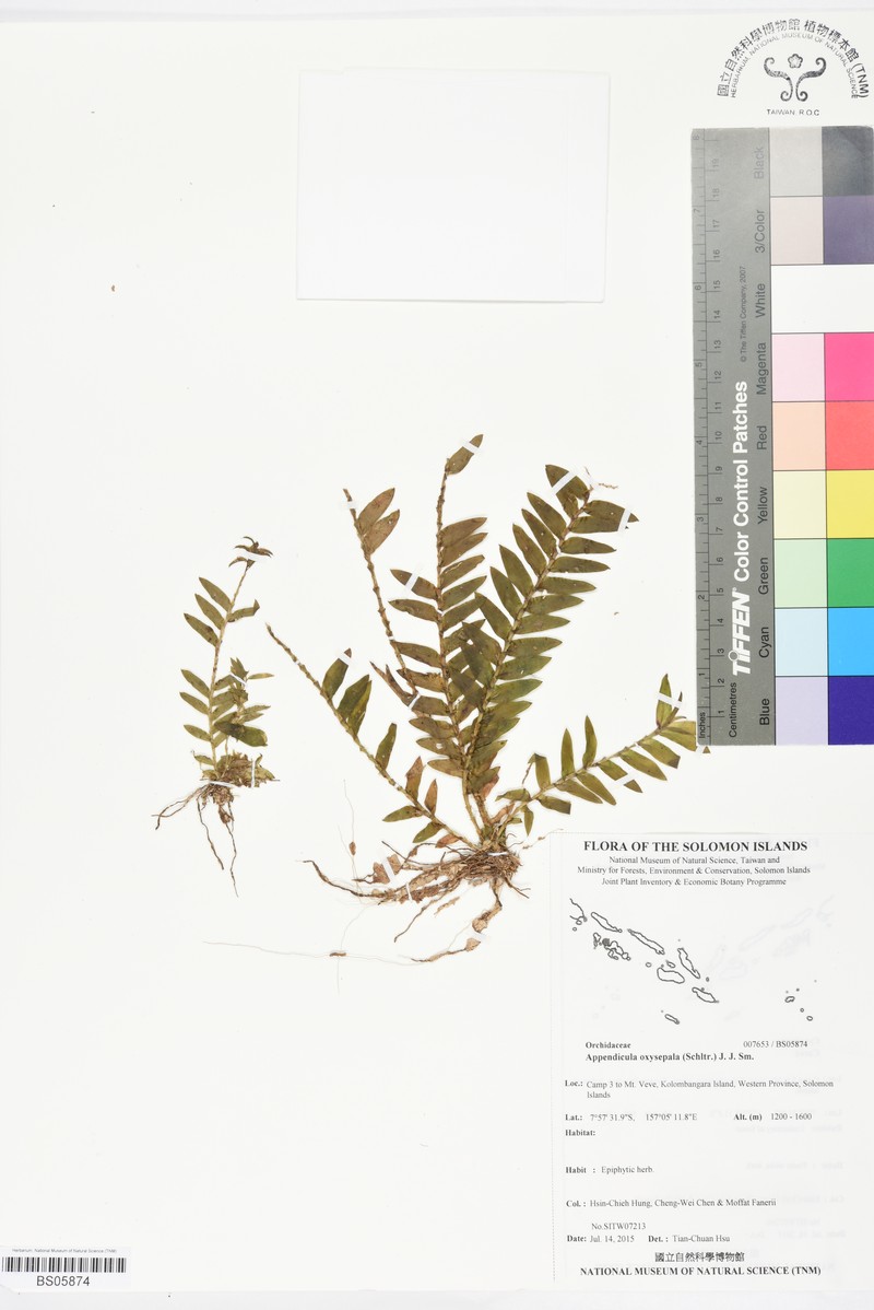 Appendicula oxysepala photo 2
