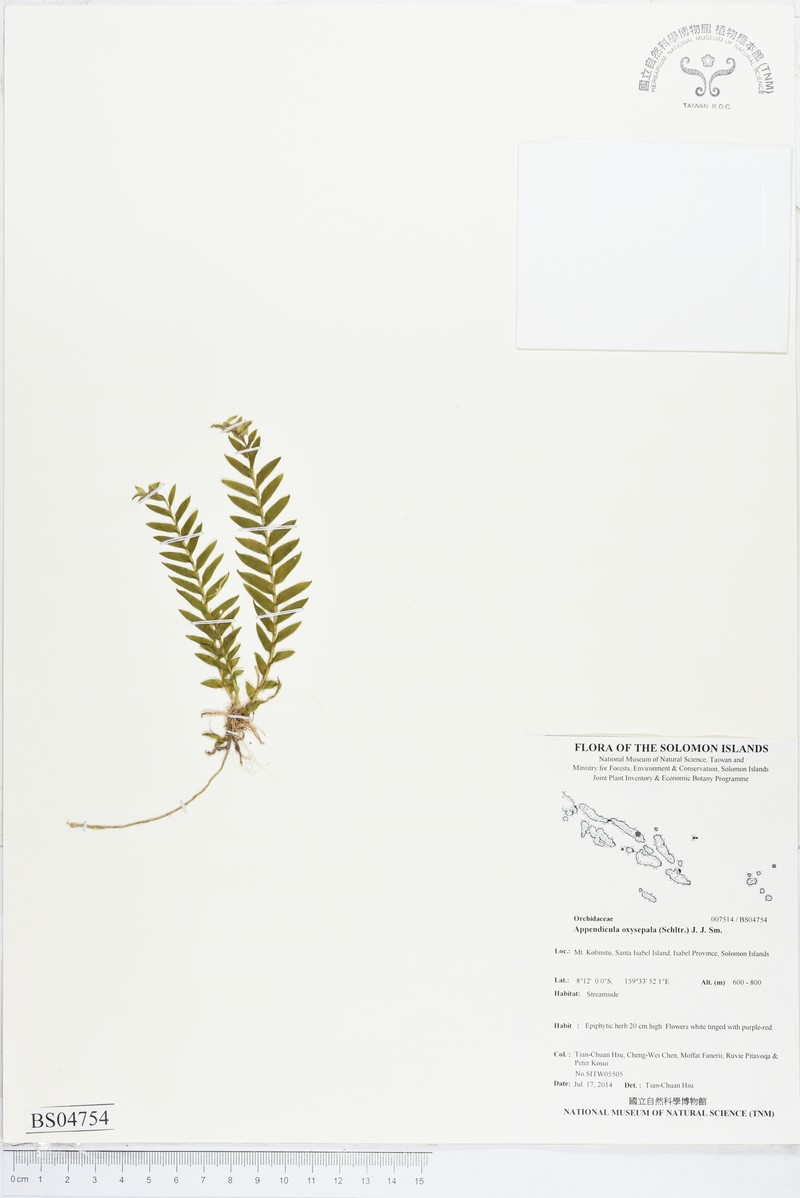 Appendicula oxysepala photo 4