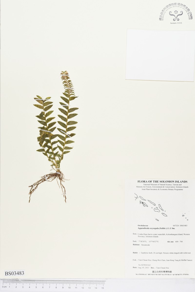 Appendicula oxysepala photo 5
