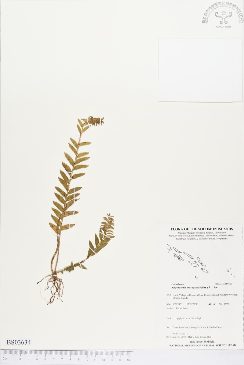 Appendicula oxysepala photo 6