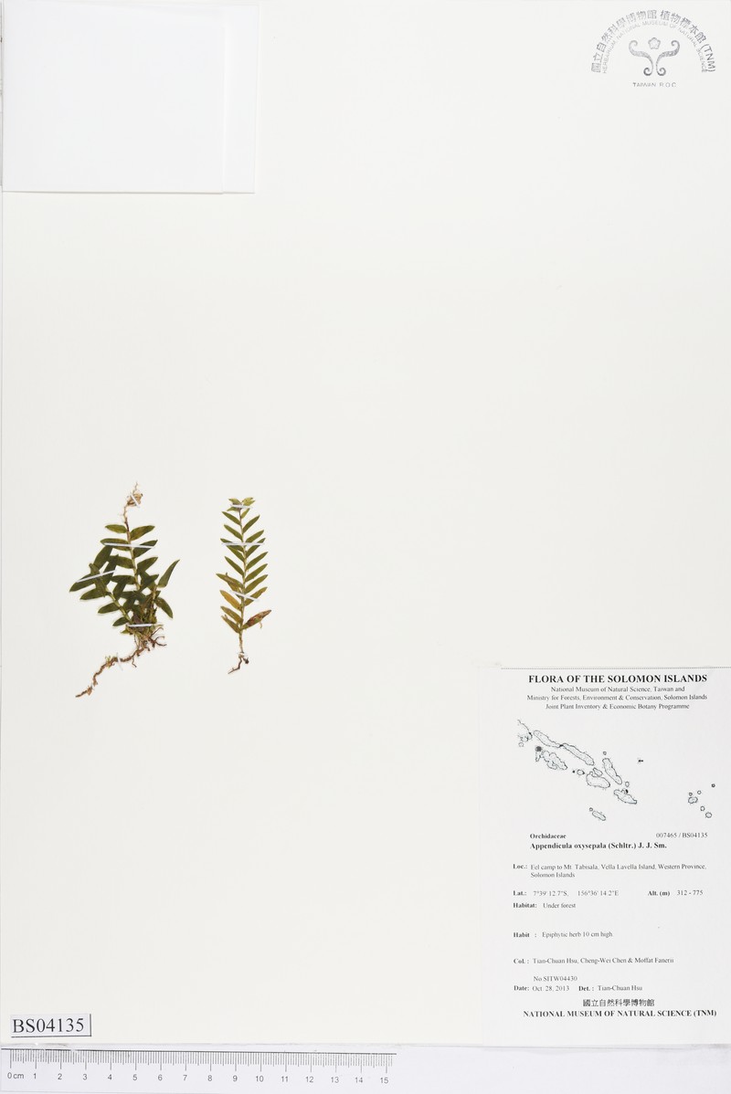 Appendicula oxysepala photo 7