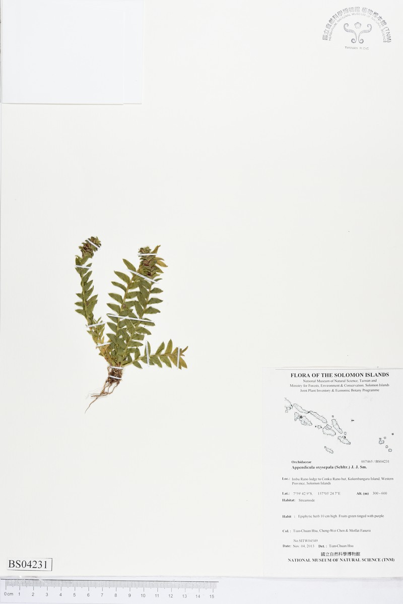 Appendicula oxysepala photo 8