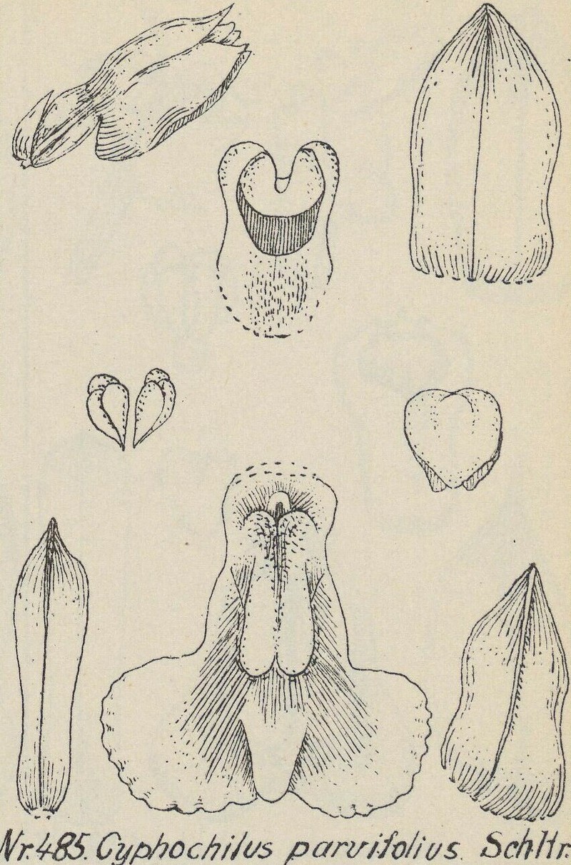 Appendicula parvifolia