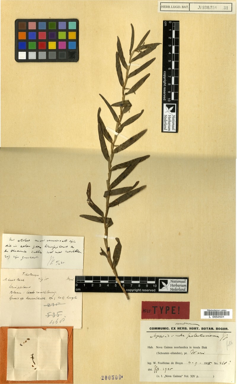 Appendicula patentissima