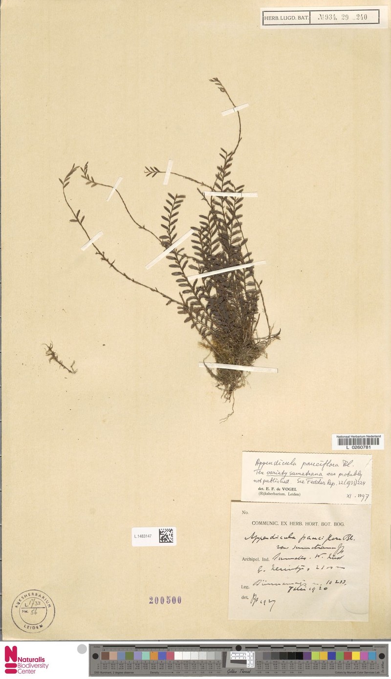 Appendicula pauciflora