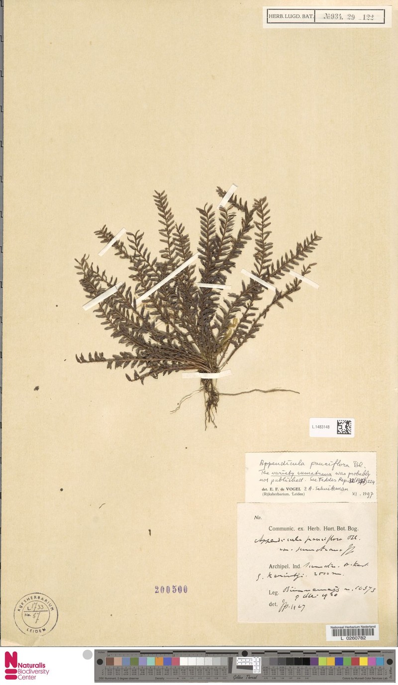Appendicula pauciflora photo 2