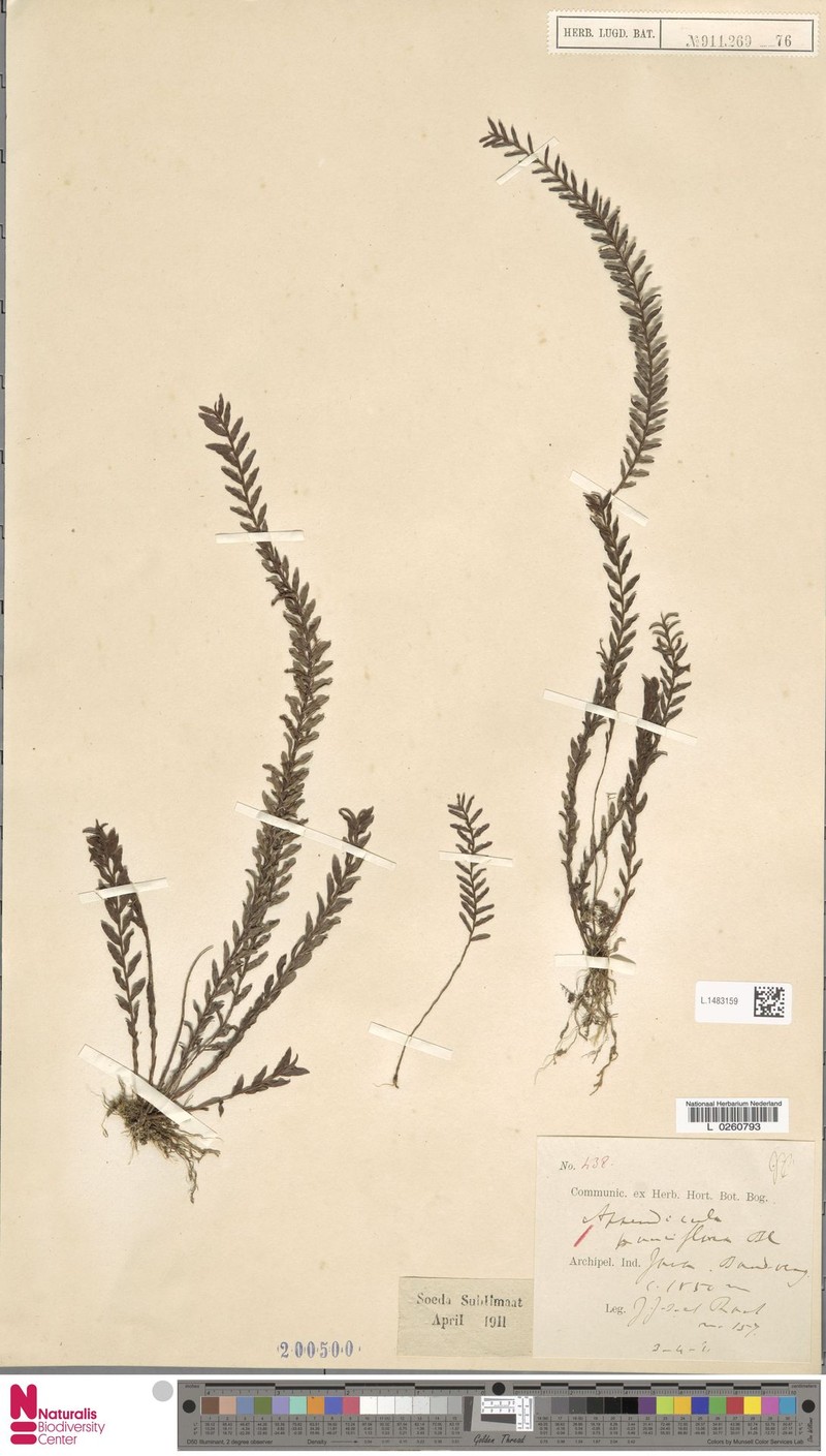 Appendicula pauciflora photo 3