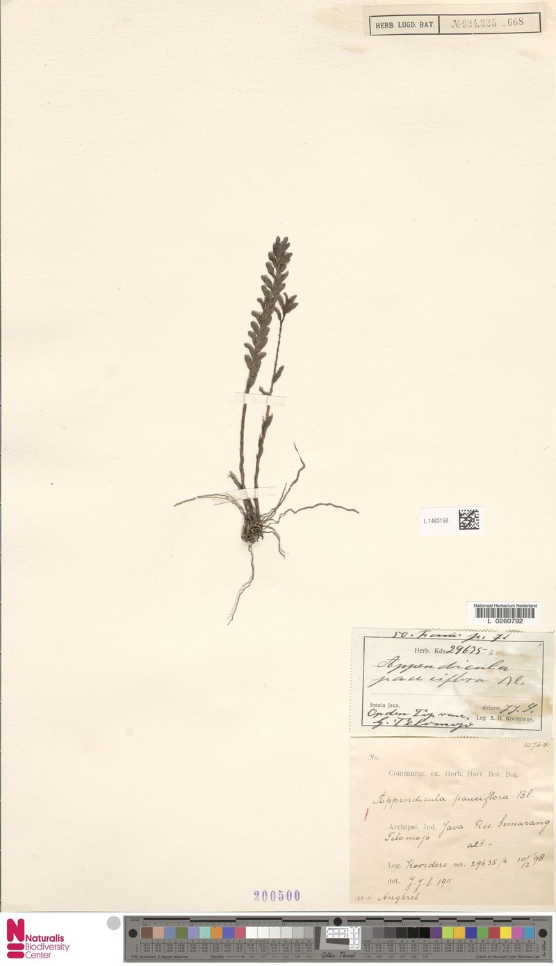 Appendicula pauciflora photo 4