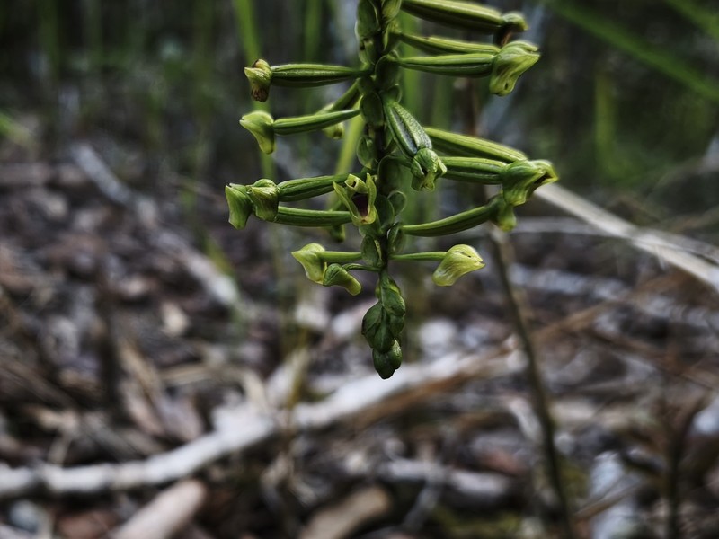 Appendicula pendula
