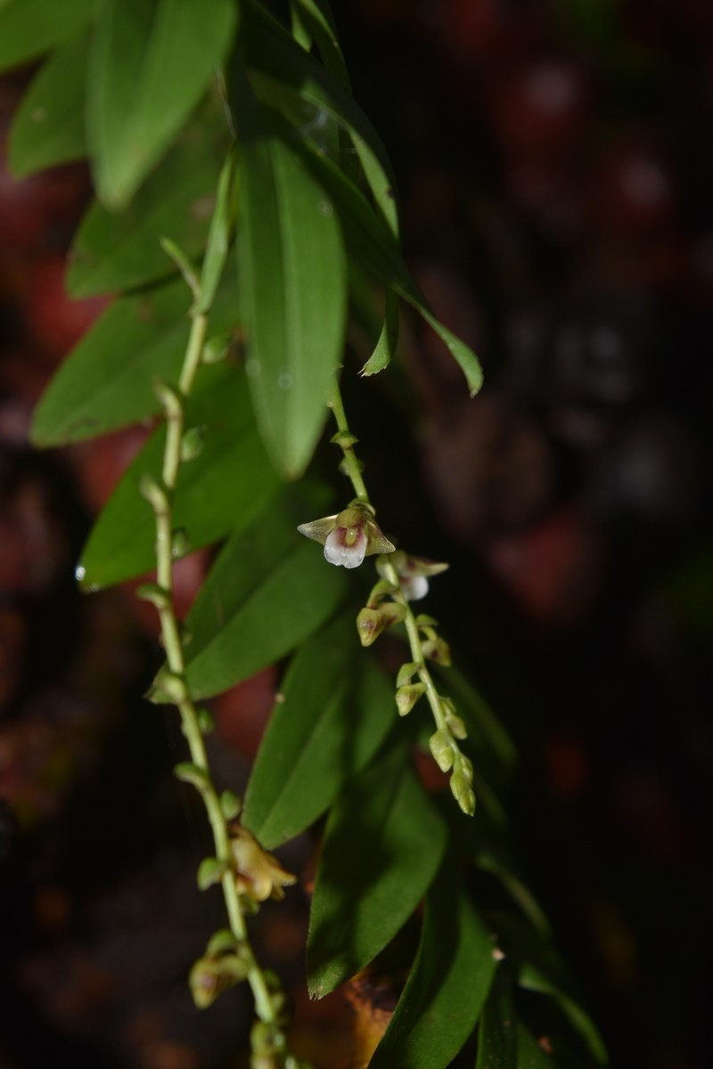 Appendicula pendula photo 4