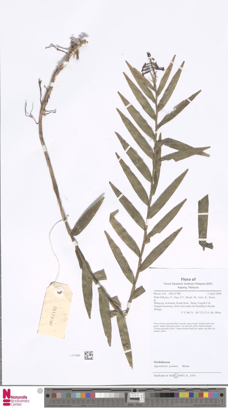 Appendicula pendula photo 5