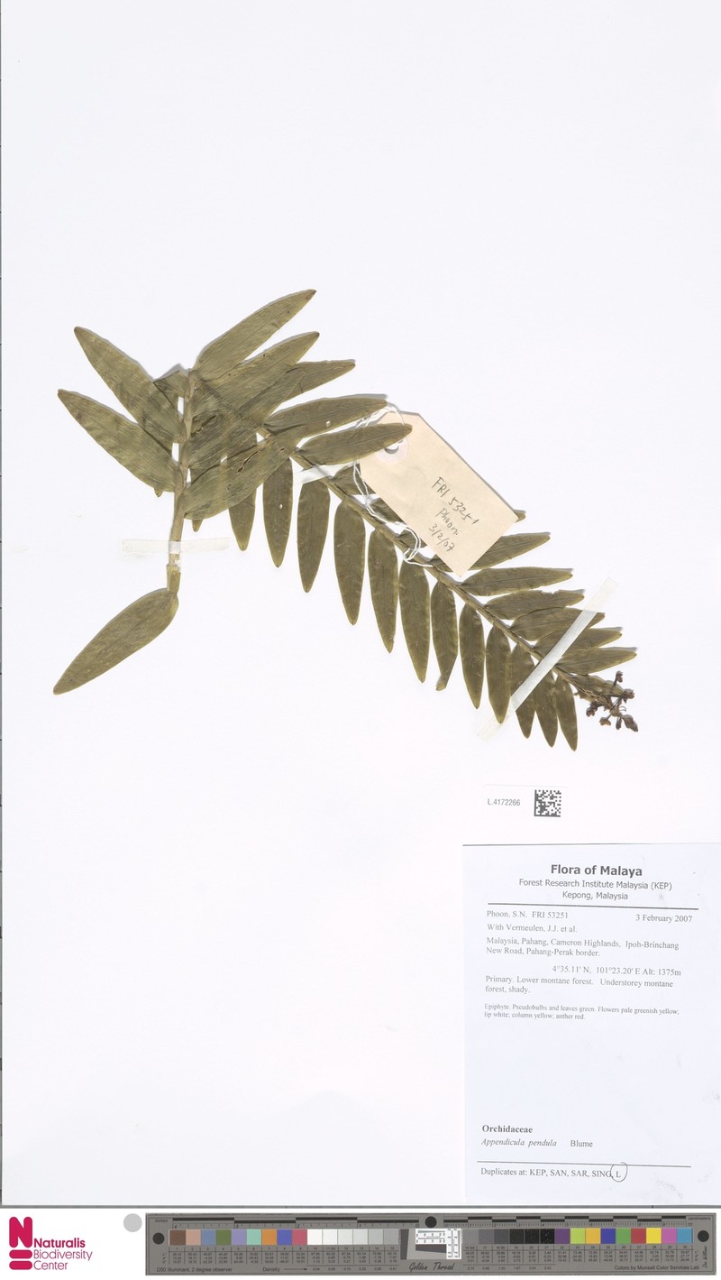 Appendicula pendula photo 6