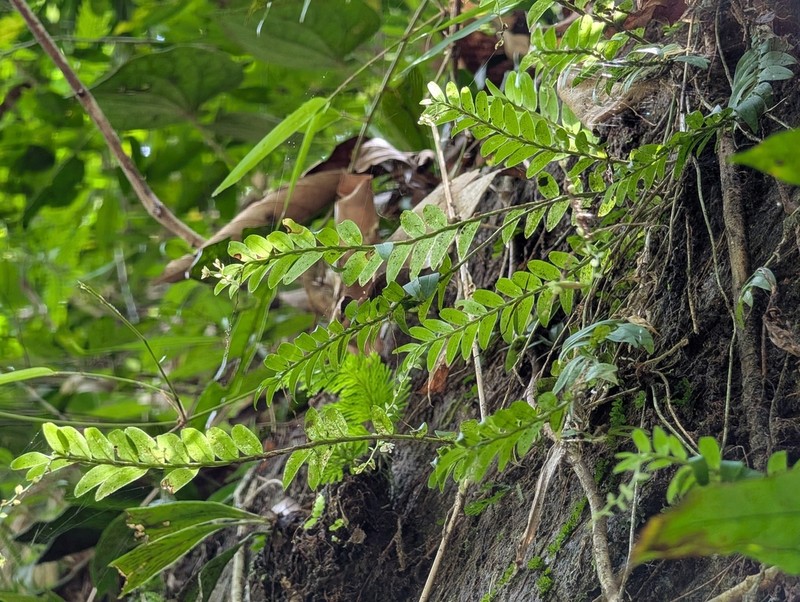Appendicula perplexa