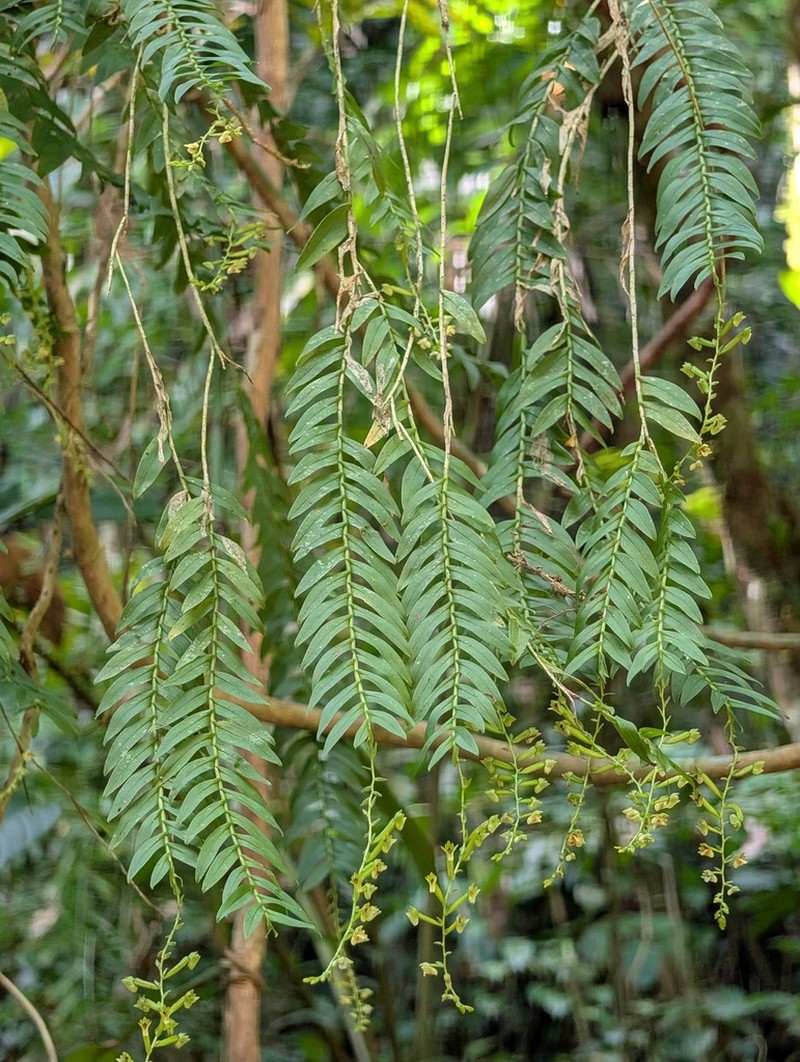 Appendicula perplexa photo 2