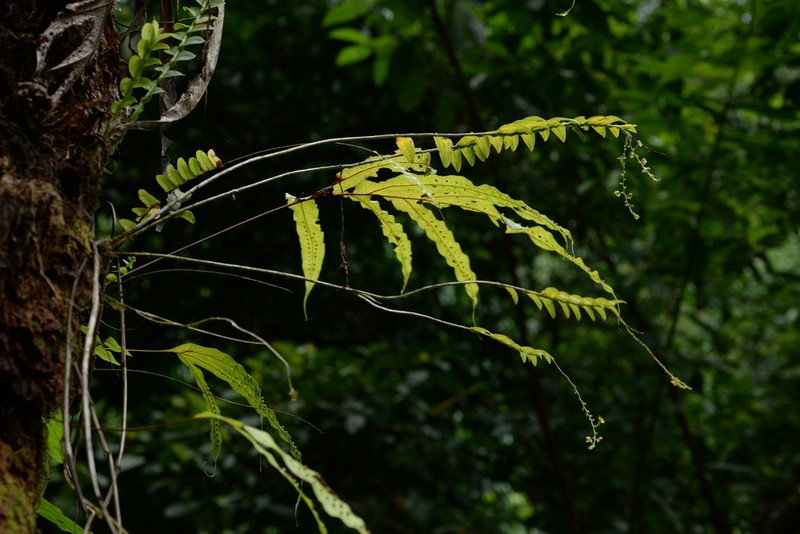 Appendicula perplexa photo 3