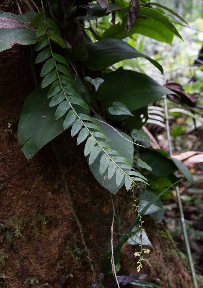Appendicula perplexa photo 4