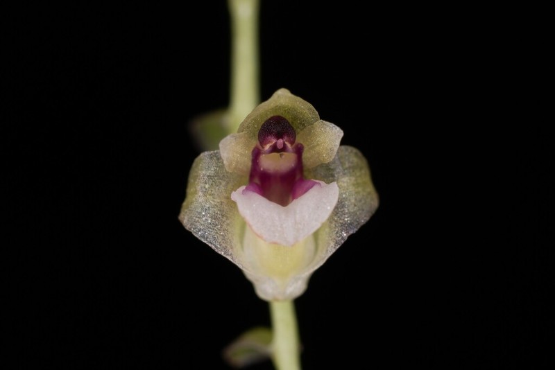 Appendicula perplexa photo 5