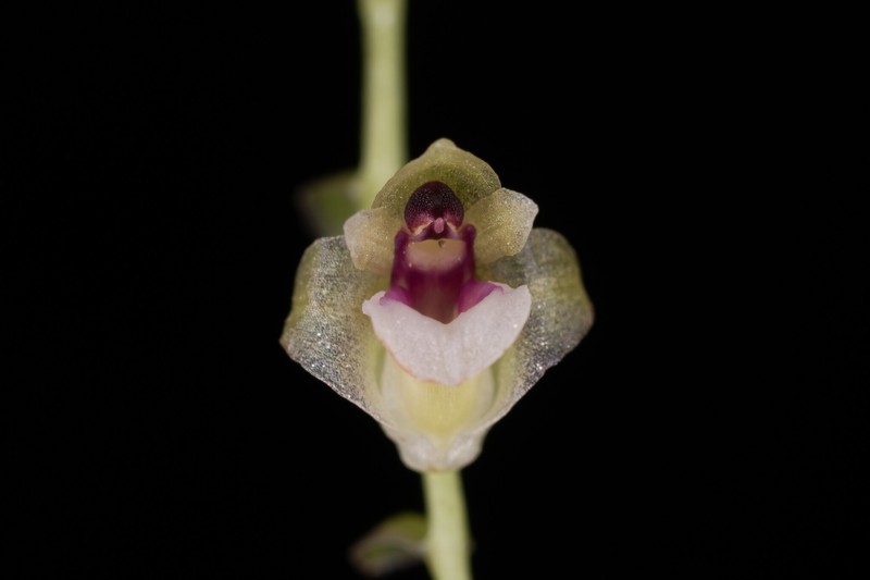 Appendicula perplexa photo 6