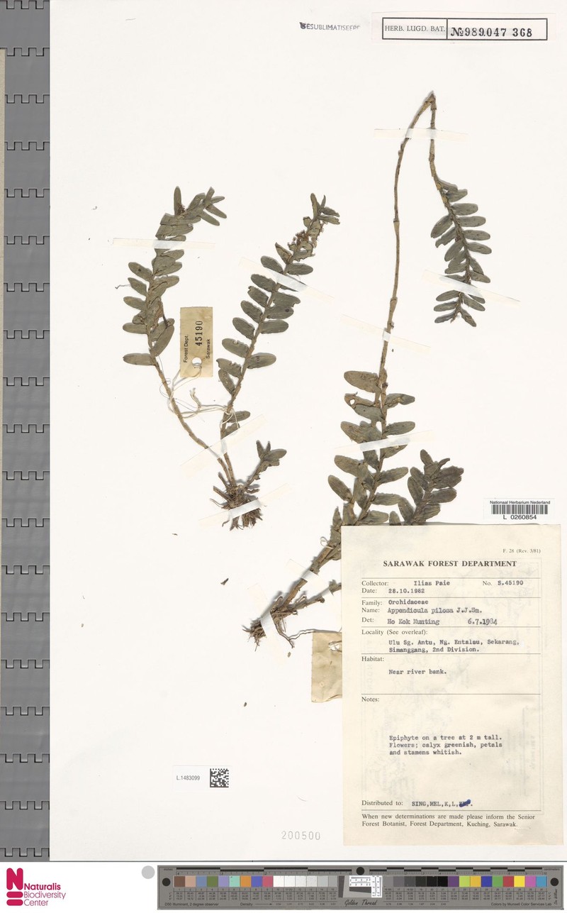 Appendicula pilosa