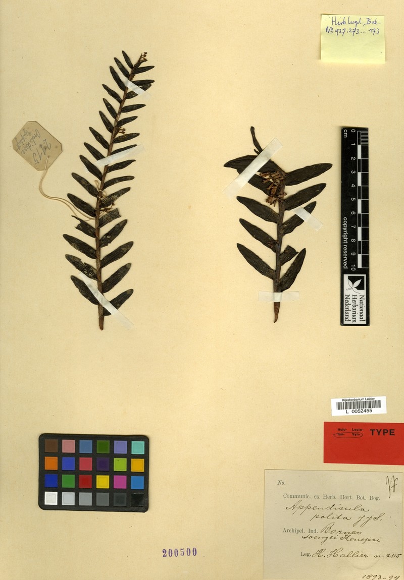 Appendicula polita