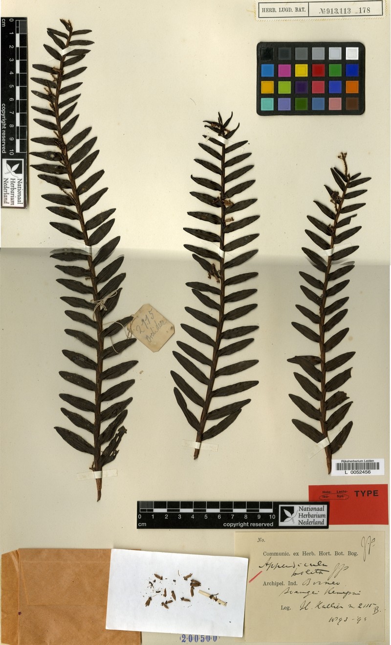 Appendicula polita photo 2