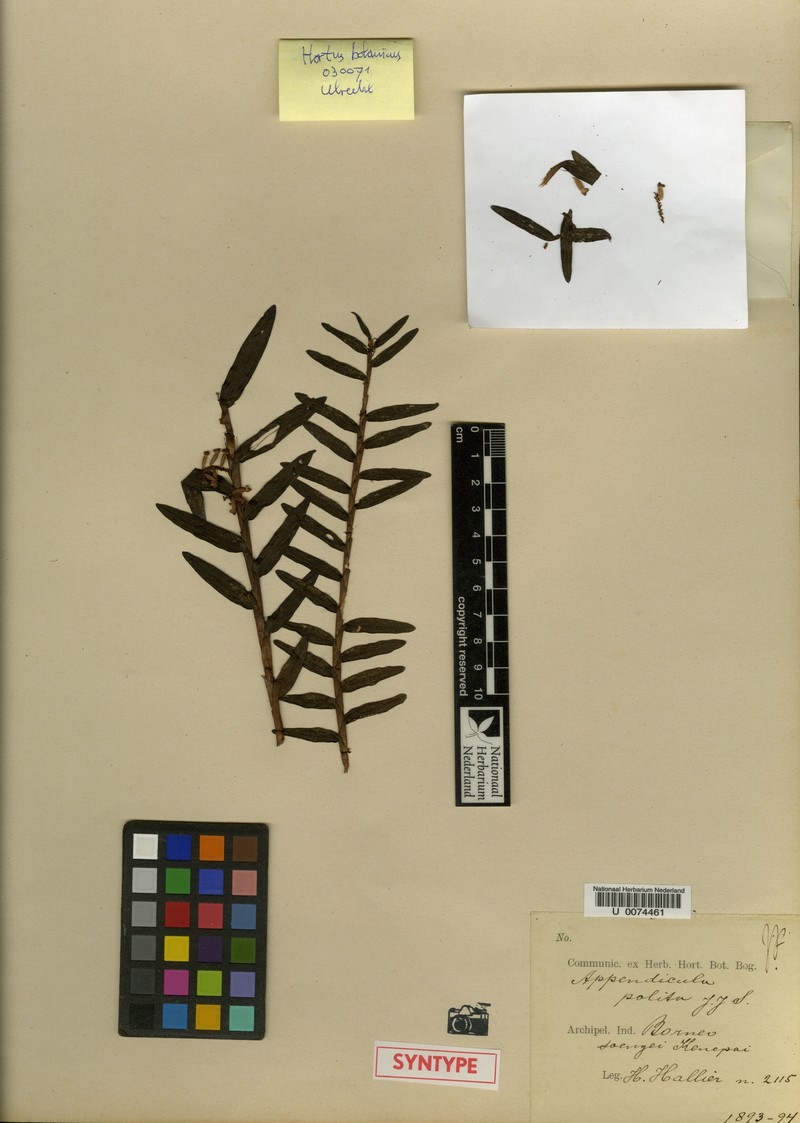 Appendicula polita photo 3