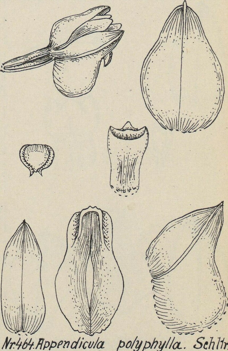 Appendicula polyphylla