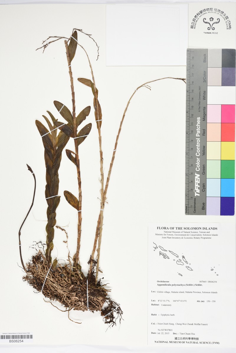 Appendicula polystachya